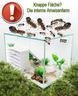 Set Ameisenfarm Intern